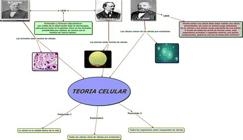 Mapa Conceptual De La Teoria Celular Teoria Celular Mapa Conceptual Images Porn Sex Picture