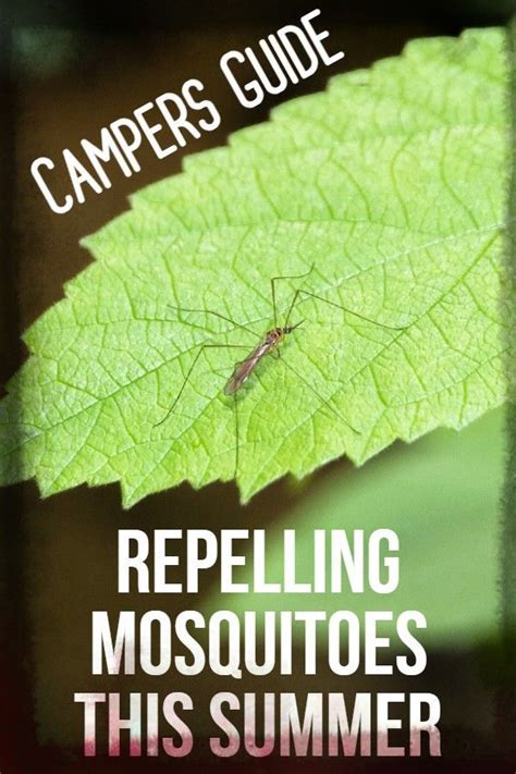 Repelling Mosquitoes This Summer Camping Guide Camping For Beginners