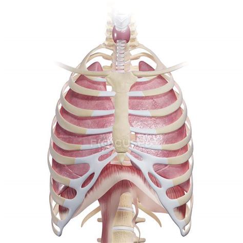 Human Chest Anatomy — Larynx Physiology Stock Photo 160220576