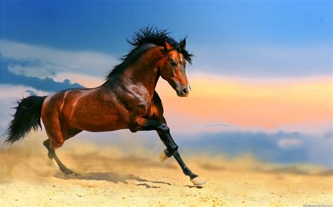 75 Free Horse Backgrounds Wallpapersafari