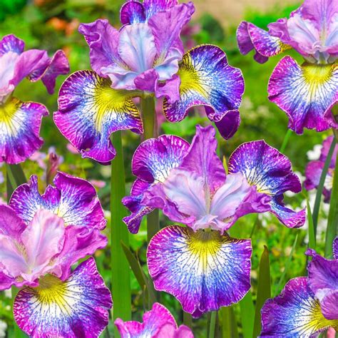 Spring Hill Nurseries How Audacious Siberian Iris Live Bareroot