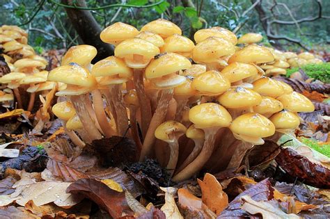 Honey Mushrooms A Bittersweet Find Eat The Planet