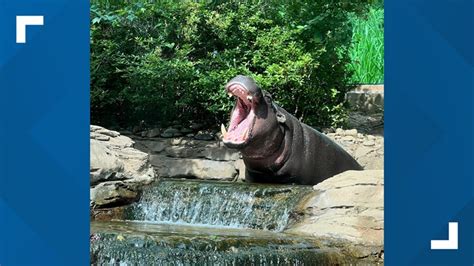 Louisville Zoo Welcomes New Pygmy Hippo Zemora