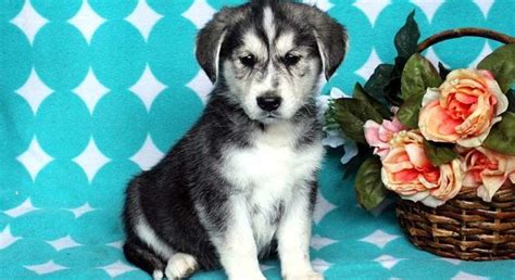 Maybe you would like to learn more about one of these? Goberian.Meet Karter a Puppy for Adoption.