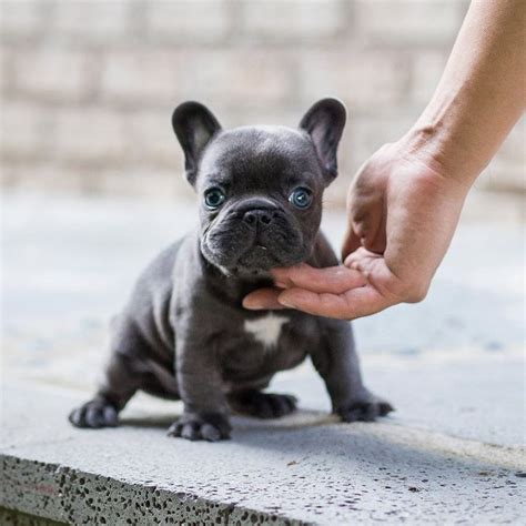 Breeding the finest akc registered french bulldog puppies in the country, 5 star rated by our customers. Hulk Blue French Bulldog - MICROTEACUPS