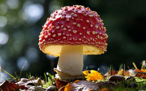 Beautiful Amanita Mushroom Wallpapers And Images Wallpapers Pictures