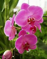 Orchid Flower Names Images