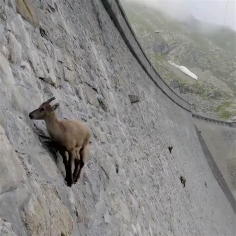 Massimo On Twitter The Spectacular Sight Of Mountain Goats Defying