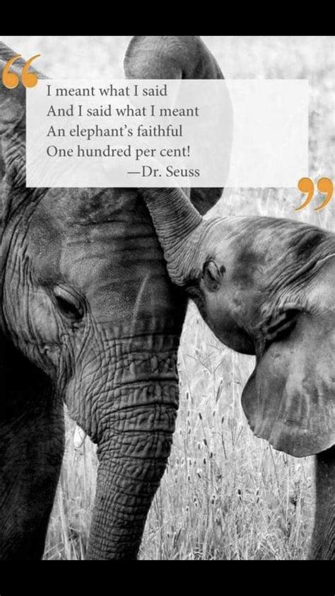 Elephant Quotes Elephant Facts Elephant Lover Cute Elephant