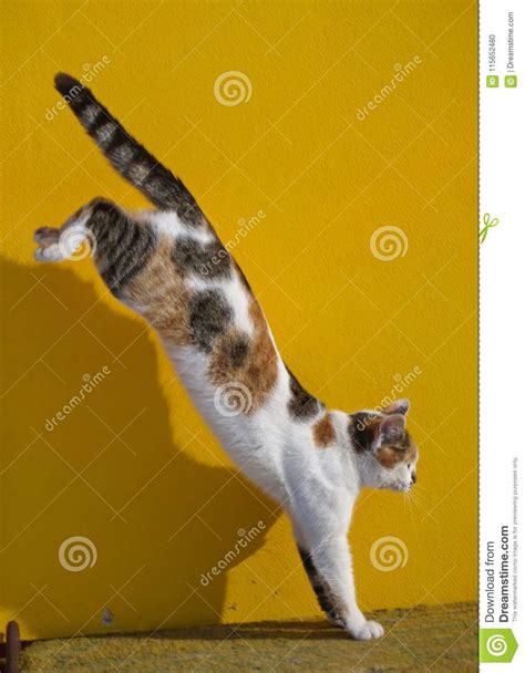 Get Cat Photo Jump Images Cats Wallpaper