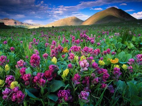 47 Best Images About Spring And Summer Scenes On Pinterest Washington