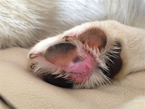 Infection And Possible Tumor On Paw Pad Help Plz Pictures Included