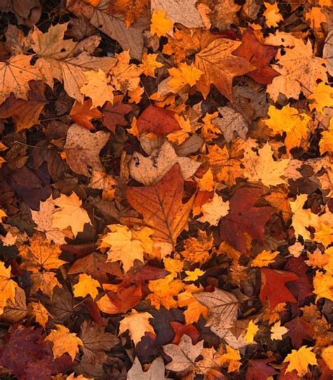 Fall Background Images To Use In Your Projects Laptrinhx News