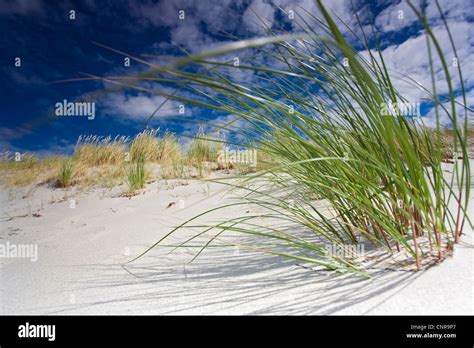 Beach Grass European Beachgrass Marram Grass Psamma Sea Sand Reed Ammophila Arenaria On
