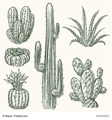 Cactus Plant Drawing At Getdrawings Free Download