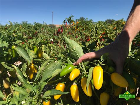 Jalapeño Yellow Lemon Spice Seeds Sandia Seed Company