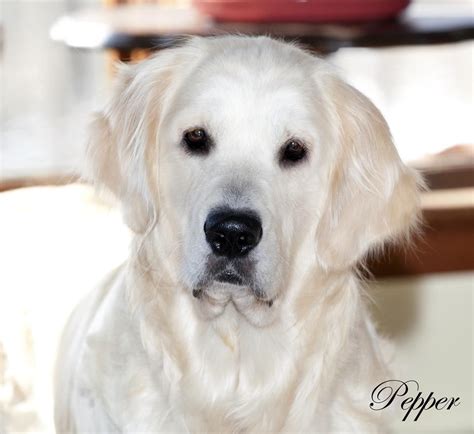 The sweet angel baby with puppy dog eyes. Golden Retriever Puppies,White,Cream,AKC CERTIFIED,NJ ...