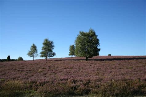 Wann blüht die lüneburger heide? Wann blüht die Heide? - Interhorse.de