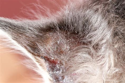 Dermatite Nel Gatto Sintomi Dermatite Delle Orecchie Cane E Gatto Hot