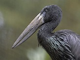 African open-billed stork - ZooChat