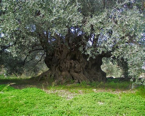 Ancient Olive Tree In Kavousi Photo From Kavoussi In