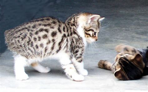 That seems to take the bite out of being alone. ~ louis j. Bengal Manx Kittens Cats Breeder Bengals Cat Ben Bob For ...
