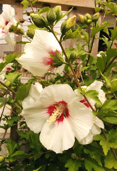 Hibiscus Syriacus Red Heart Bambooplantsca