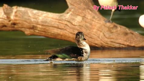 Knob Billed Duck Bathing Preening Habitat By Nikon Coolpix P900 By