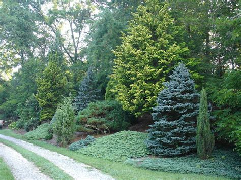 Mixed Evergreen Tree Screen Conifers Privacy Landscaping Garden