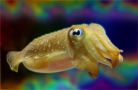 Animal Cuttlefish Hd Wallpaper