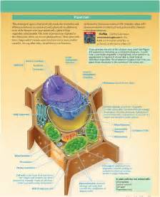 Organel Sel Tumbuhan Homecare24