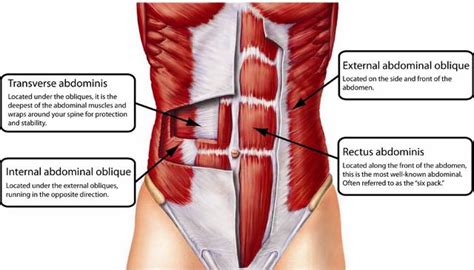 The other attachment of these muscles is usually considered to be either superior or inferior to the rib attachment. Don't Waist any Time! - FitEngine | FitEngine