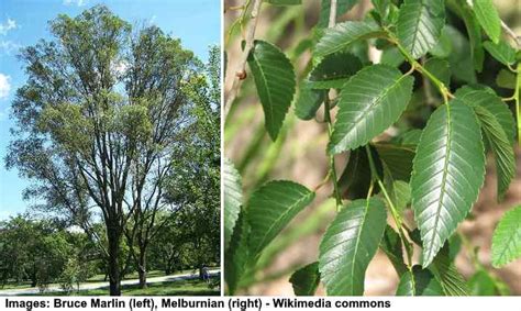 17 Elm Trees Leaves Bark Seeds Identification Guide Pictures