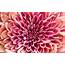 Wonderful Pink Flower  Macro HD Wallpaper