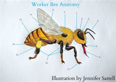 Bee Anatomy Illustration Final Keeping Backyard Bees