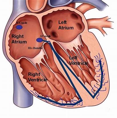 Rhythm Sinus Animation Heart Node Normal Electrical