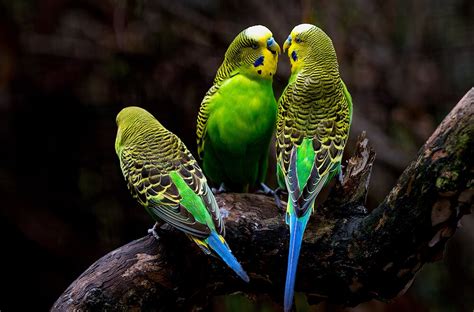 Australian Parrots Breeding Season