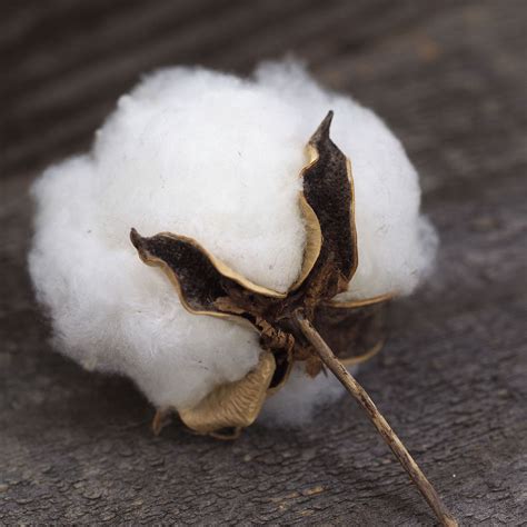 Cotton Bulb So Beautiful Cotton Plant Cotton Boll Cotton Fields