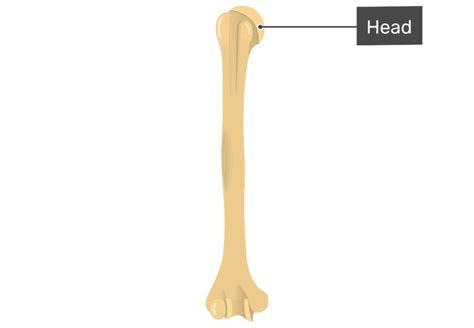 Humerus Bone Anatomy