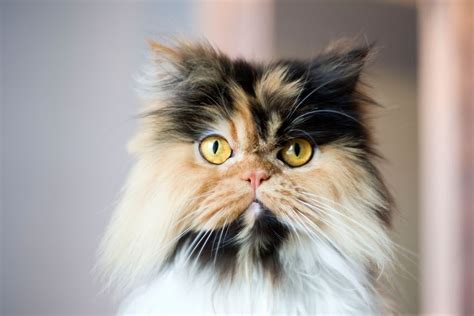 Calico Cats Details And Breeds