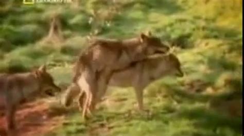 Wolf Mating Youtube