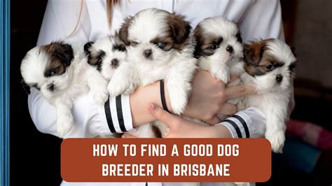 How To Find A Good Dog Breeder In Brisbane Dbbc