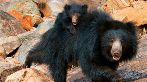 See more ideas about sloth bear, sloth, bear. Meet the Sloth Bear - NWF | Ranger Rick
