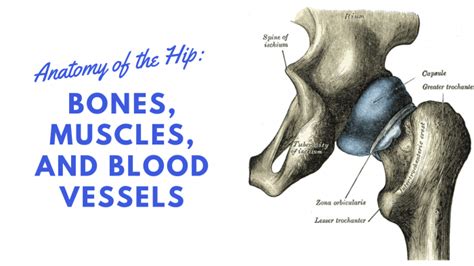 50 Anatomy Diagram Hip Png