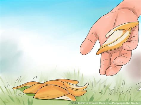 She also uses the front pot where i if a cat strays into your garden, couldn't you just trap it and take it to an animal shelter? 3 Ways to Prevent Cats from Pooping in the Garden - wikiHow