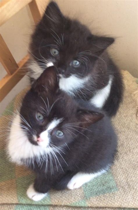 Kittens Looking For Loving Homes In Newtownabbey County Antrim Gumtree