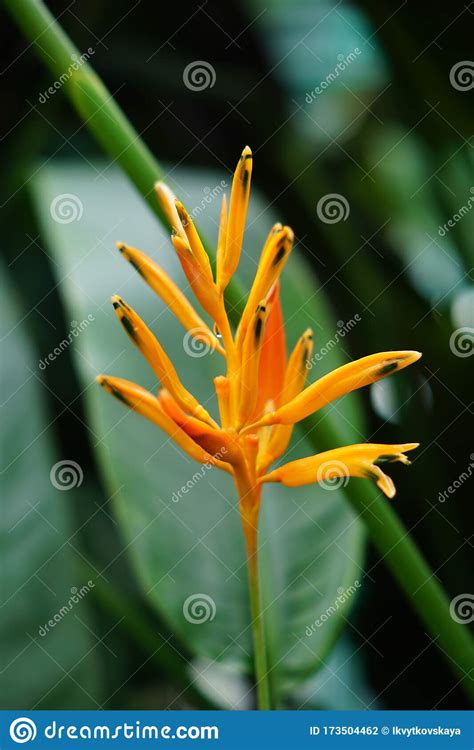 Exotic Red Heloconia Flower On Tropical Tree In The Forest Stock Photo