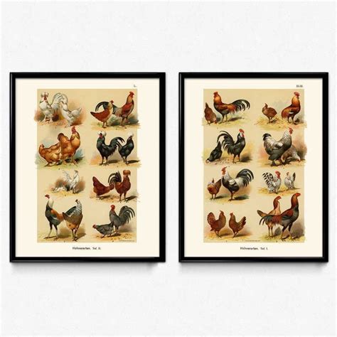 Two Framed Pictures Of Different Types Of Chickens