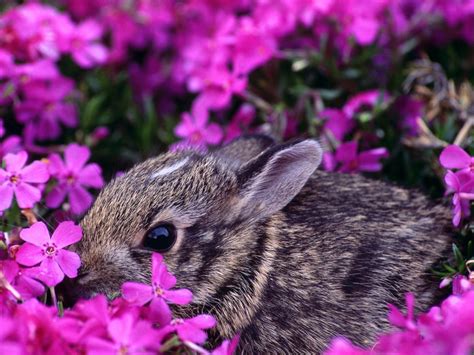 Everyone loves animals, but our animal wallpapers go beyond the cute and cuddly. Bunny with flowers | Animal wallpaper, Cute animals ...