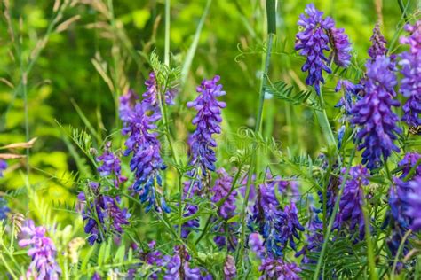 Purple Wild Flowers Grow In The Park In Summer Beautiful Plant Stock